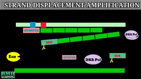 Strand Displacement Amplification Dna Strand Displacement Youtube