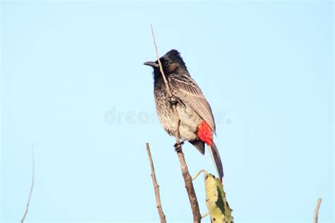 Red Vented Bulbul Stock Image Image Of Vented Branch 134755829