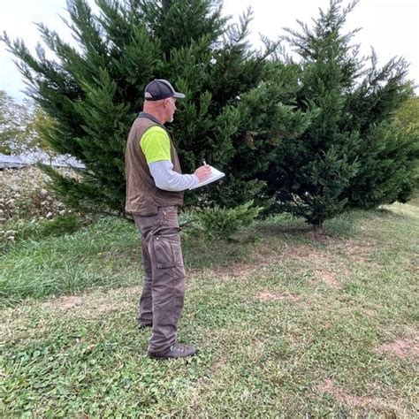 Tree Removal Services Tree Limb Removal Clean Cut Tree Services — Clean Cut Tree Services