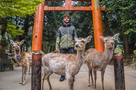 Nara Park - Chapter Travel