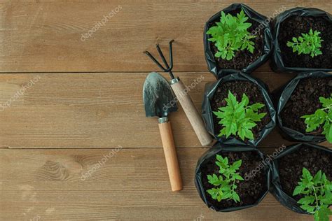 Pl Ntulas Brotes De Tomate J Venes En Recipiente En Macetas Sobre Mesa