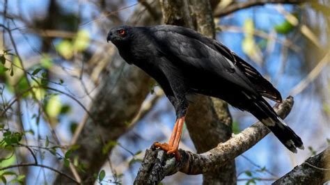 El Salvador Birds Julio Acosta on Twitter La semana que recién