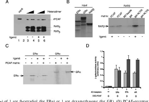 Figure From The Histone Acetylase Pcaf Is A Nuclear Receptor