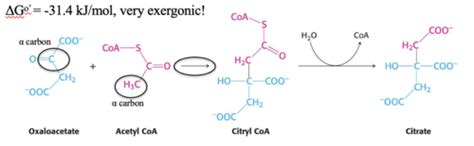 citric acid cycle  pyruvate processing flashcards quizlet