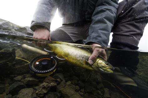 Arctic Char, river Hólaá,River Hedinsfjardara - Fishing Iceland