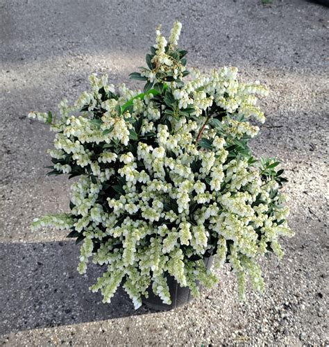 Pieris Japonica Cavatine