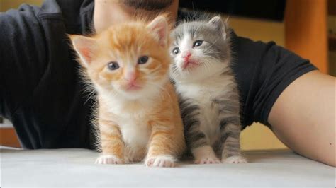 Four Little Warriors Love To Cuddle | Newborn Kittens Raised By Human ...