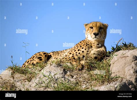 A Cheetah Lying On A Termite Mound Stock Photo Alamy