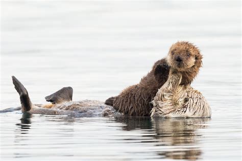 Sea Otters Babies’ Swimming Lessons – Biomimicry for Young Children