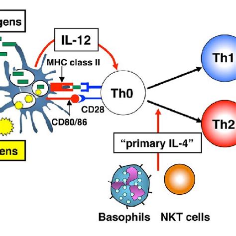 Role Of Natural Killer T Nkt Cells And Conventional T Cells For