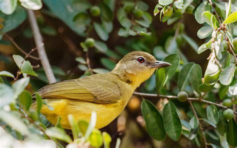 Yellow Bellied Greenbulchlorocichla Flaviventris July 201 Flickr