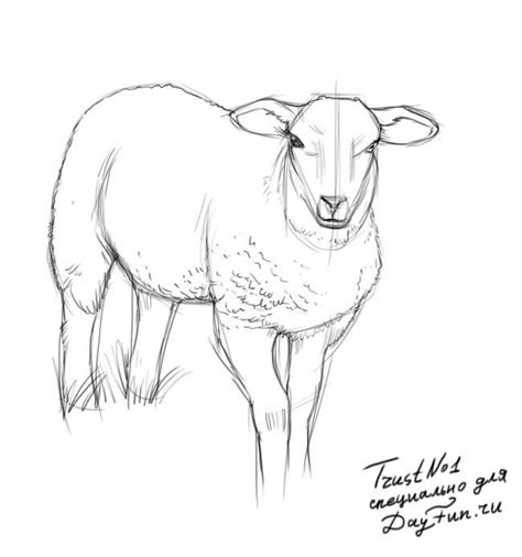 How To Draw A Sheep Step By Step — Arcmelcom Sheep Paintings Sheep