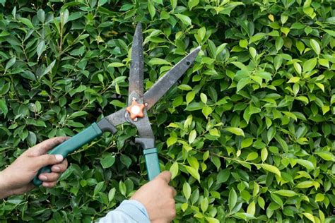 How To Sharpen Hedge Clippers Sublime Succulents