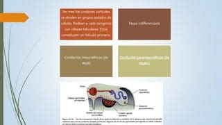 Embriolog A Del Aparato Genital Fem Ppt