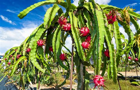 Tips básicos para el cultivo de la pitahaya PortalFruticola