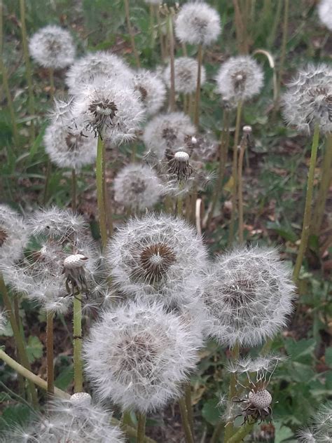 dandelion seed artofit