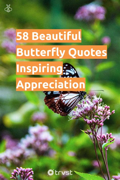 62 Beautiful Butterfly Quotes Inspiring Appreciation In 2023