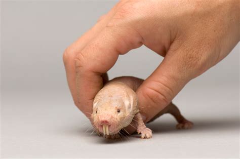 Naked Mole Rat RARE Creatures Of The Photo Ark Official Site PBS