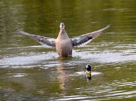 Gallery Alsager Birdwatchers Share Their Action Shots From The Rspb