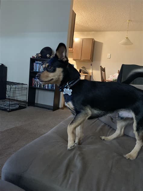 Hi, this is Phil. He’s about 15 months old and weighs about 16 pounds