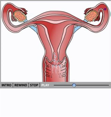 Female Reproductive System Animation Youtube