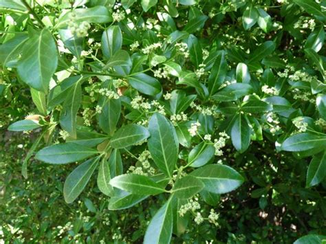 Euonymus Fortunei Var Fortunei Wintercreeper Ubc Botanical Garden