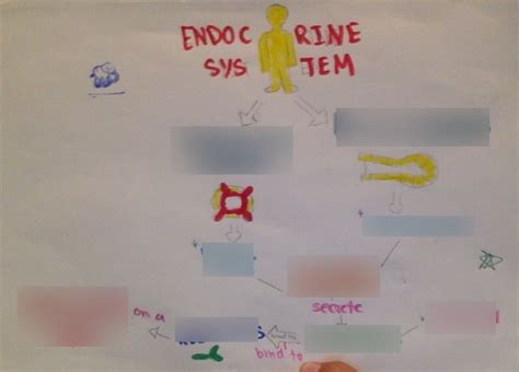 Endocrine System Concept Map Template Edrawmind The Best Porn Website