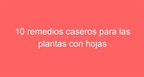 Remedios Caseros Para Plantas Con Hojas Amarillas Devu Lveles Su