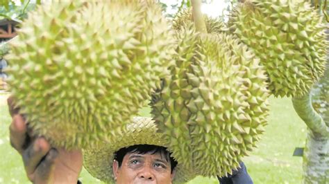 Durian, Philippine fruits’ entry into China to help cut trade gap - Asia News NetworkAsia News ...