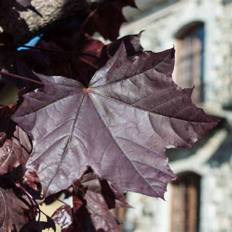 Acer Pseudoplatanus Va De Rboles