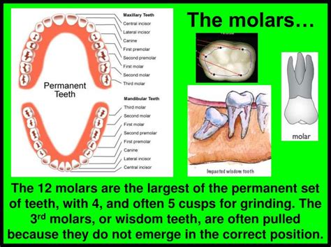 Ppt Teeth And Gums Powerpoint Presentation Id1411892