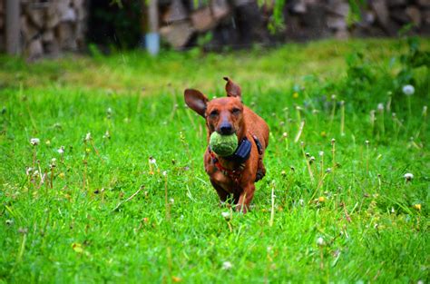 brown dachshund free image | Peakpx