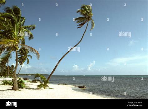 Belize Ambergris Cay Deserted Beach San Pedro Stock Photo Alamy