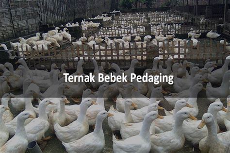 Cara Ternak Bebek Pedaging Untuk Pemula Memulai Budidaya