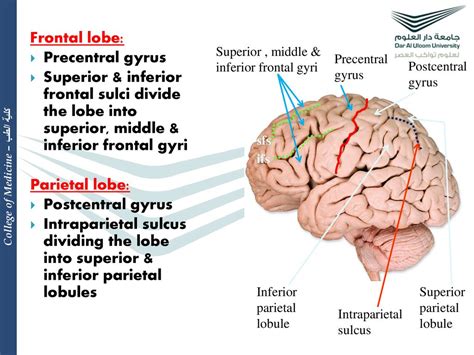 Anatomy Of The Cerebral Hemispheres Ppt Download