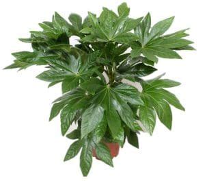 Aralia Fatsia Jap Nica Caracteristicas Cultivo Y Cuidados