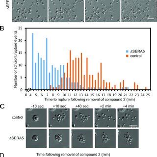 Loss of SERA5 results in accelerated schizont rupture but defective... | Download Scientific Diagram