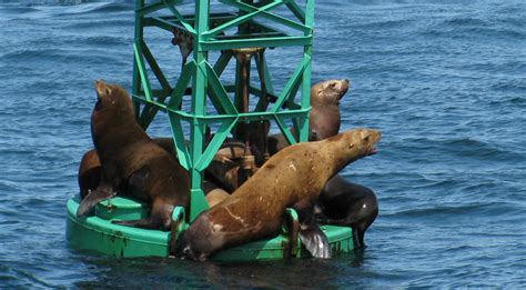 Marine Discovery Tours