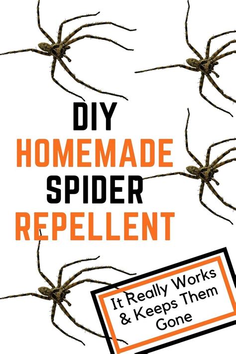 How To Get Rid Of Spiders Keep Them Gone Spiders Repellent