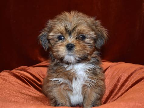 Lhasa Apso Dog Male Gold 3634700 Petland Dunwoody