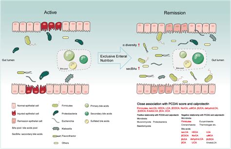 The Impact Of Exclusive Enteral Nutrition On The Gut Microbiome And