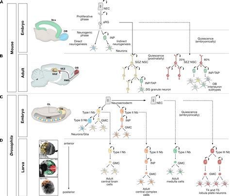 Frontiers Neurogenesis From Embryo To Adult Lessons From Flies And Mice