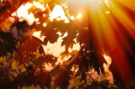 Wallpaper Sunlight Leaves Nature Sky Branch Yellow Evening