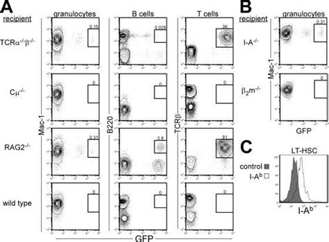 Host T Cells Act As Barriers To Productive Hsc Engraftment A T