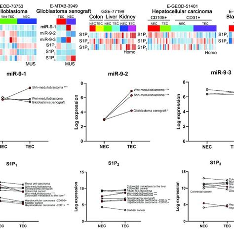 Expression Analysis Of MiR 9 And S1P Receptors In Tumor ECs And