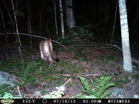 Another Cougar Sighting Confirmed In Upper Peninsula