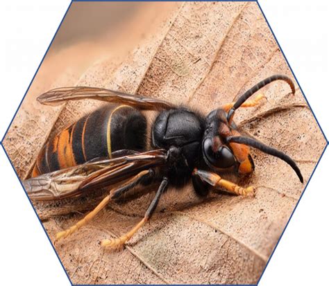 Asian Hornets Are The Threat Of 2024 East Dorset Beekeepers Association