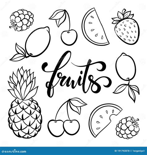 Vector Fruit Symbols Doodle Outline Drawing Of Tropical Fruits Berries