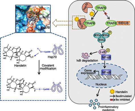 Highly Selective Activation Of Heat Shock Protein By Allosteric