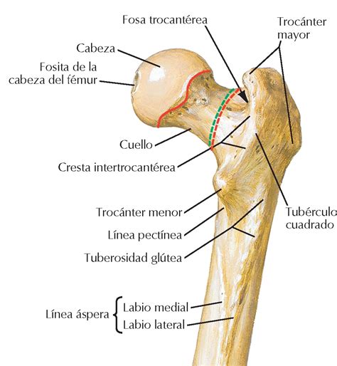 Pasión por la Anatomía on Twitter EpífisisProximal visión posterior